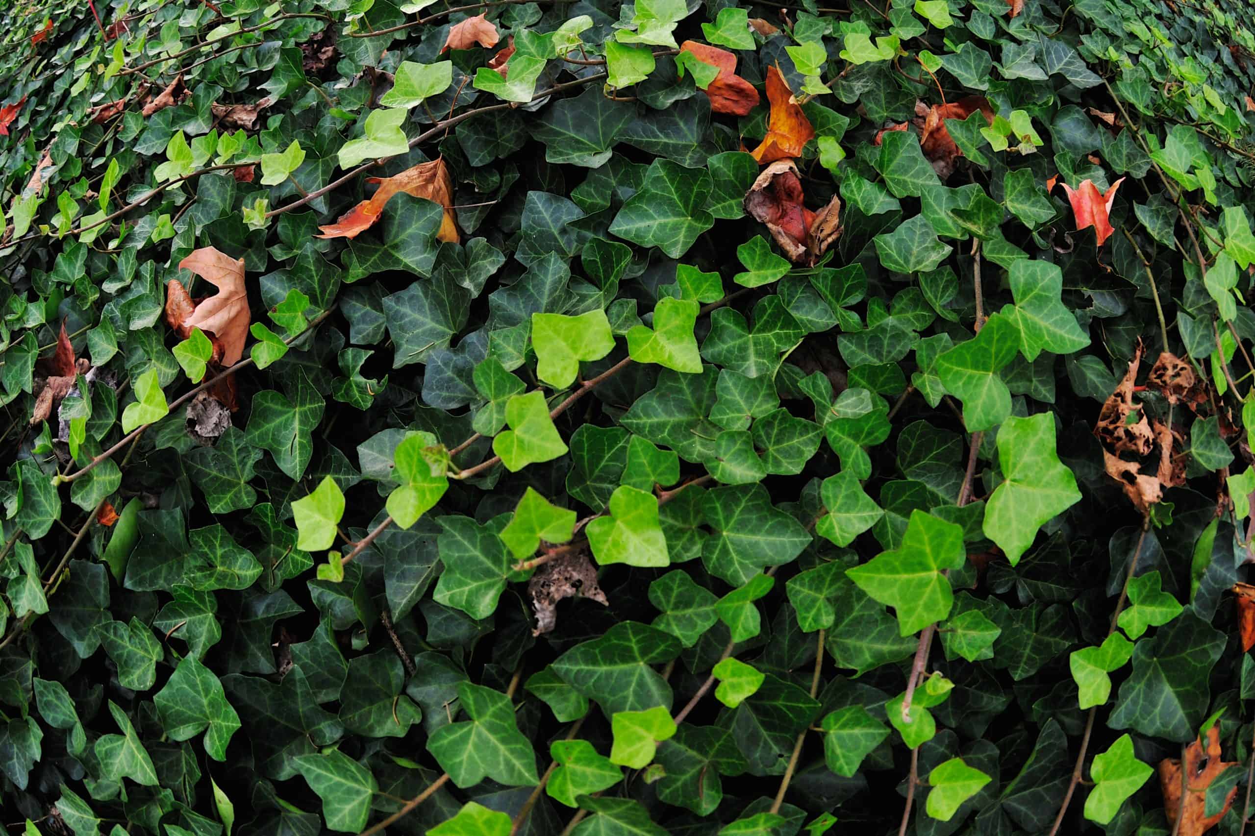 Ivy scaled