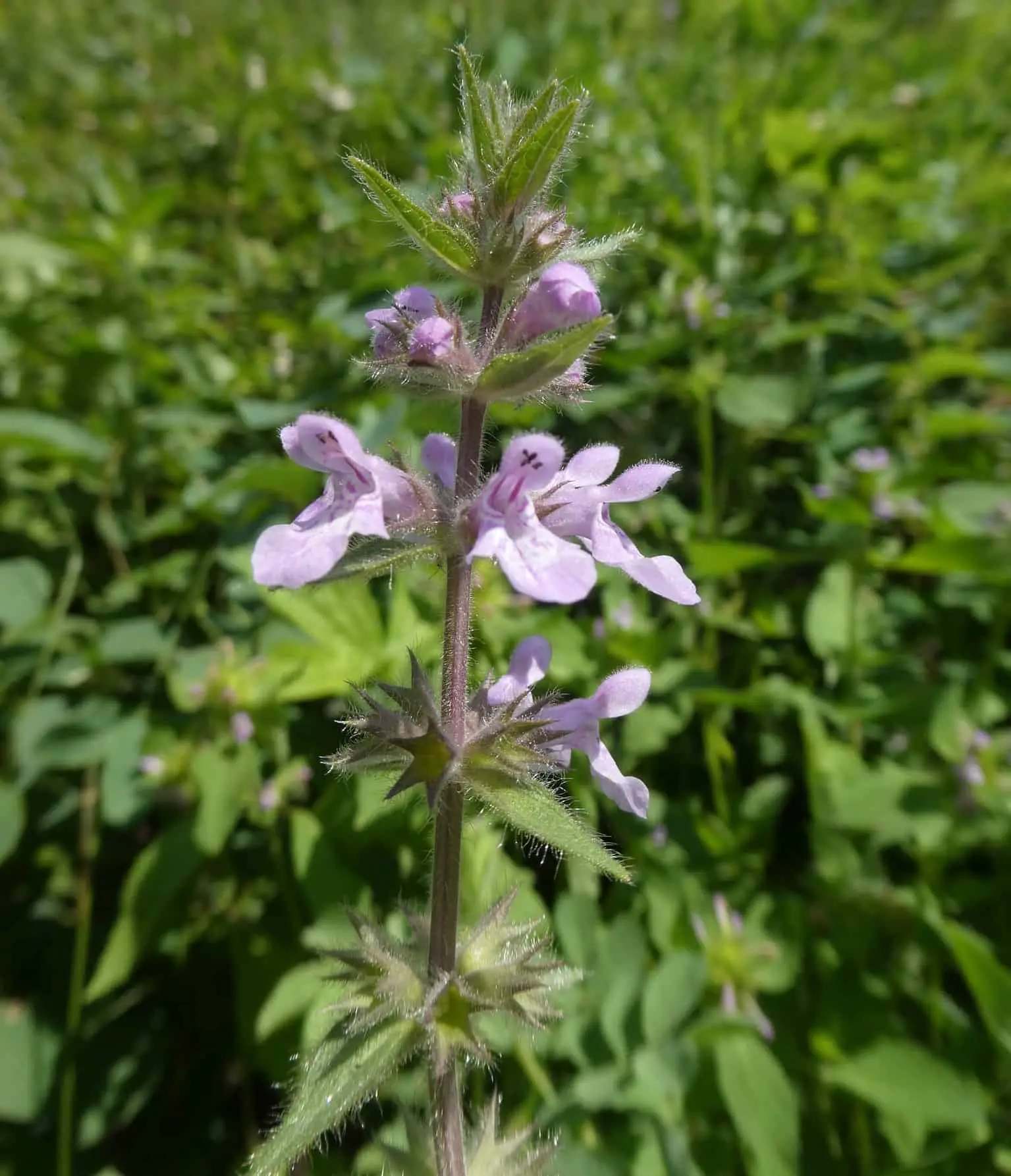 Marsh Hedge Nettle (Stachys palustris) is a species similar to the common nettle
