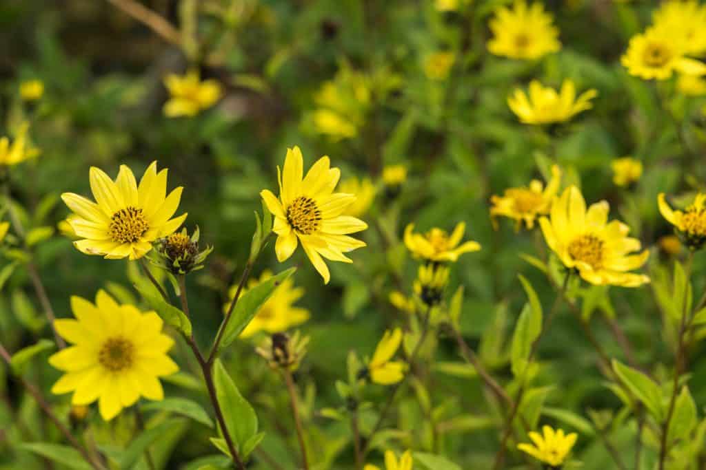 Ragwort - an ultimate in-depth guide to this weed