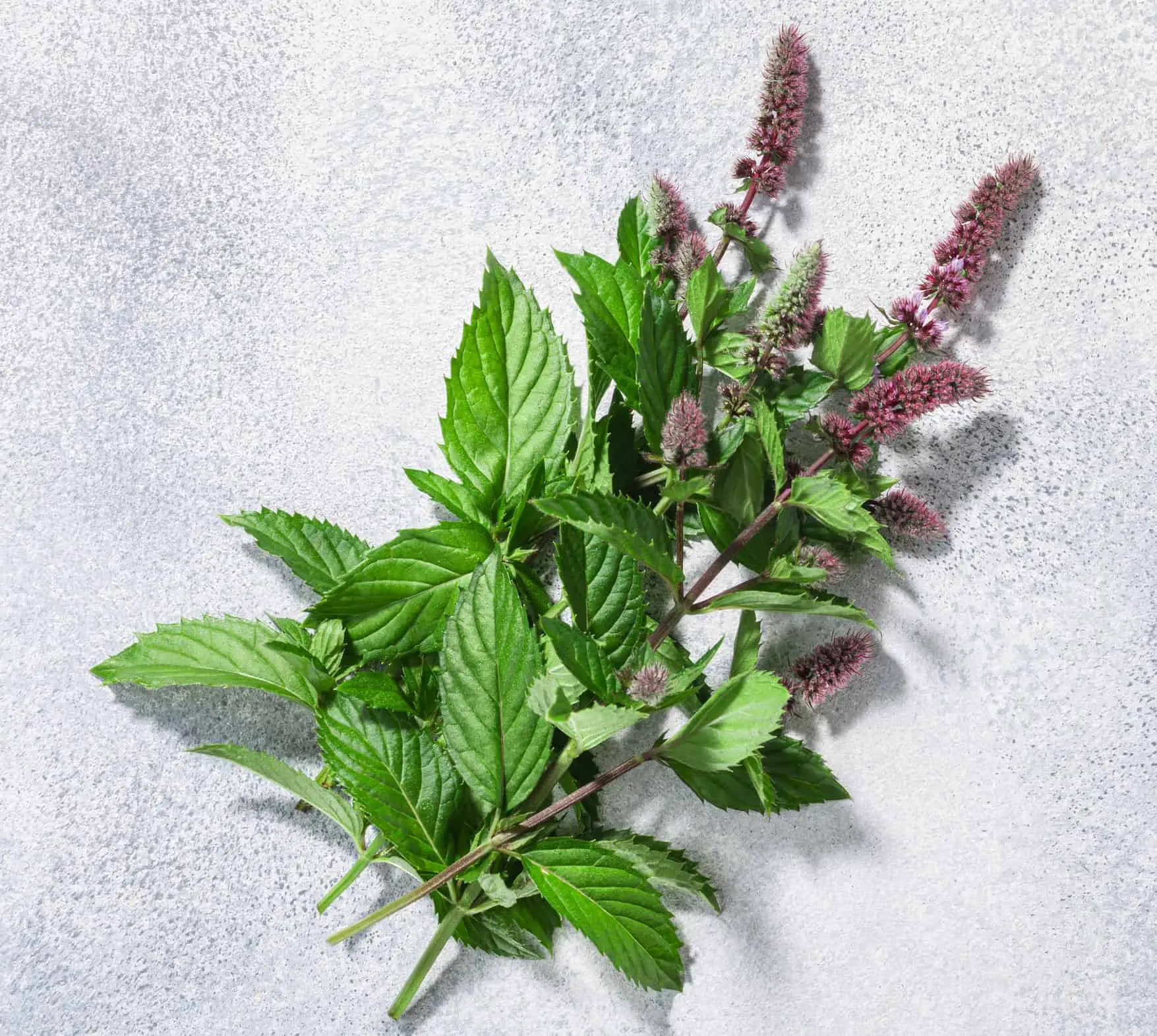 Spearmint (Mentha spicata) is a species similar to the common nettle