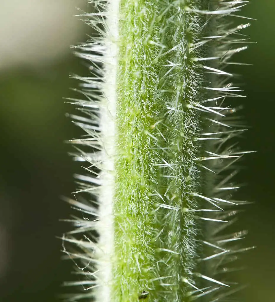 Stinging nettle stem is widely known for its unpleasant stinging hairs on the stems.