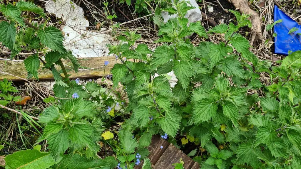 Stinging nettles growing wildly within a garden