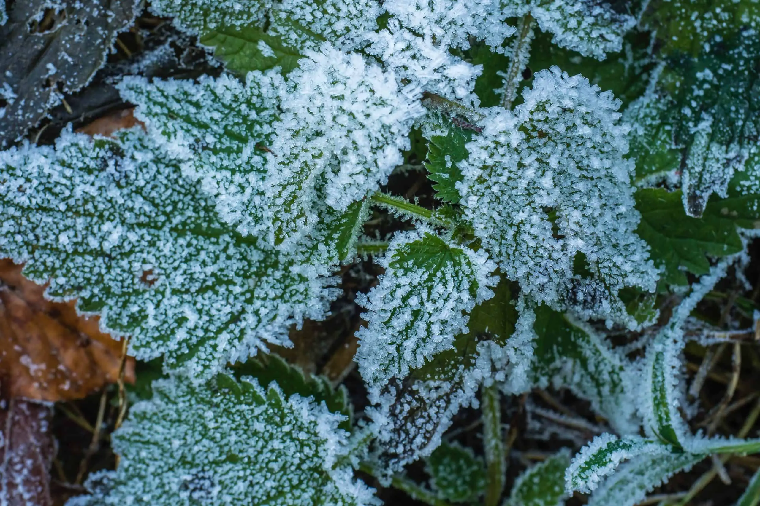 Stinging nettles in winter unfazed by the cold