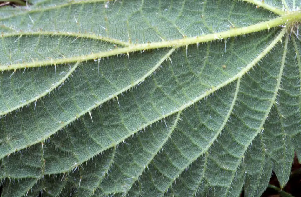The sting is caused by the tiny hairs on the underside of the leaves.