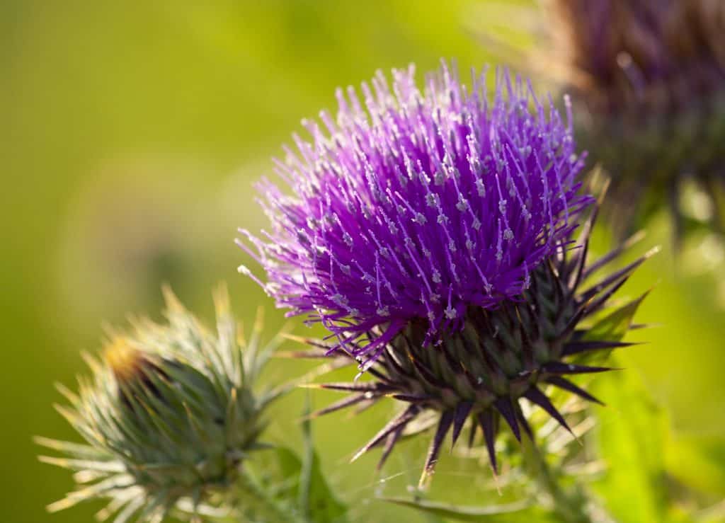 Thistle - an ultimate in-depth guide to this weed