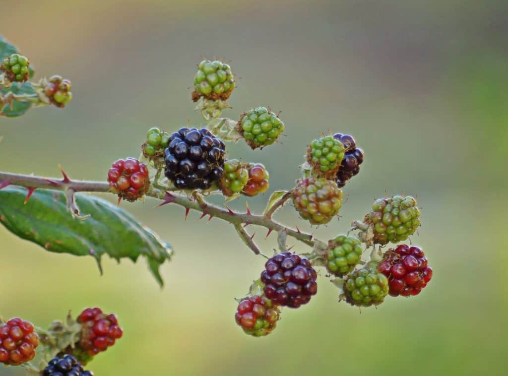 Various colours of the brambles blackberries with its sharp spikes