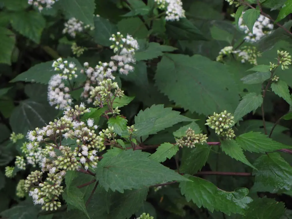 White Snakeroot (Eupatorium rugosum or Ageratina altissima) is a species similar to the common nettle