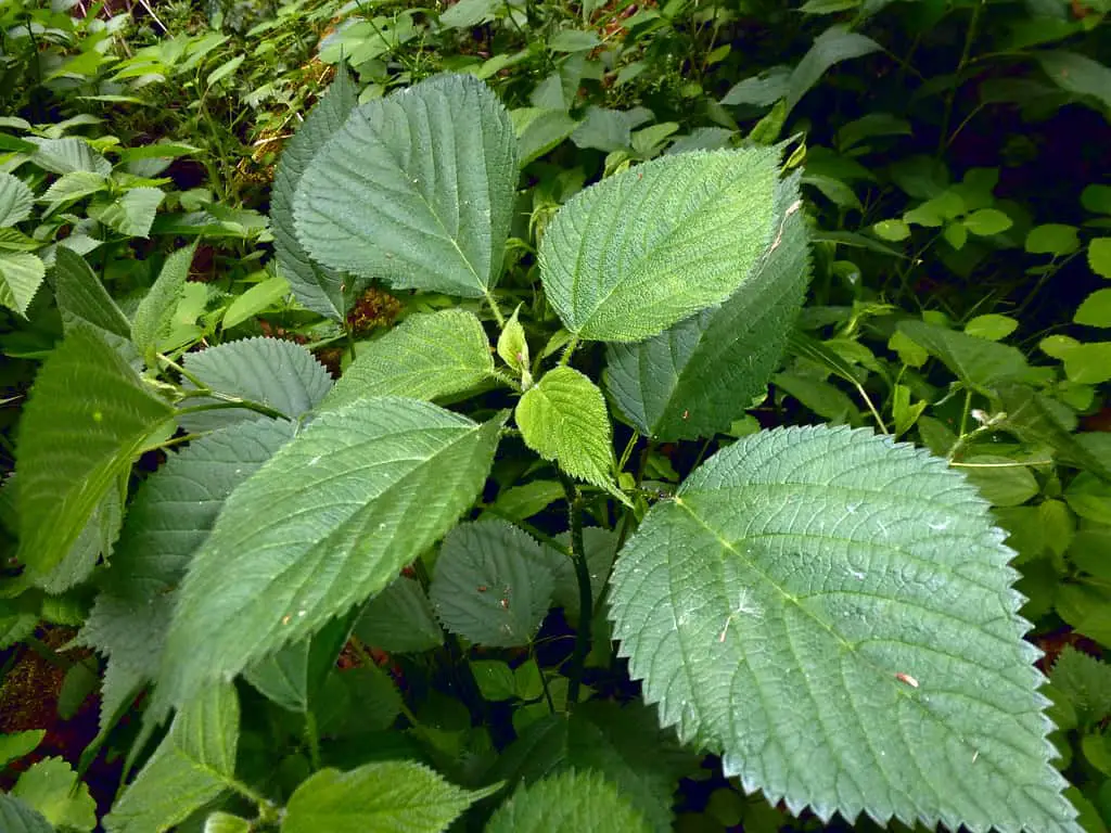 Wood Nettle (Laportea canadensis)is a species similar to the common nettle