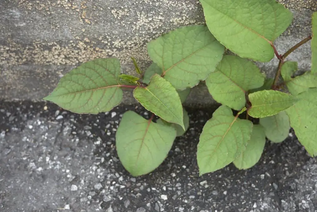 Knowing whether it is illegal to sell a house with Japanese knotweed in your garden