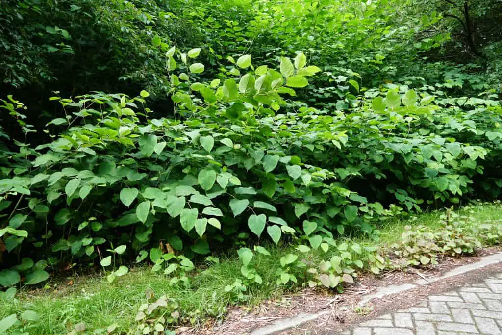 Knowing whether it is illegal to sell a house with Japanese knotweed on it, is paramount