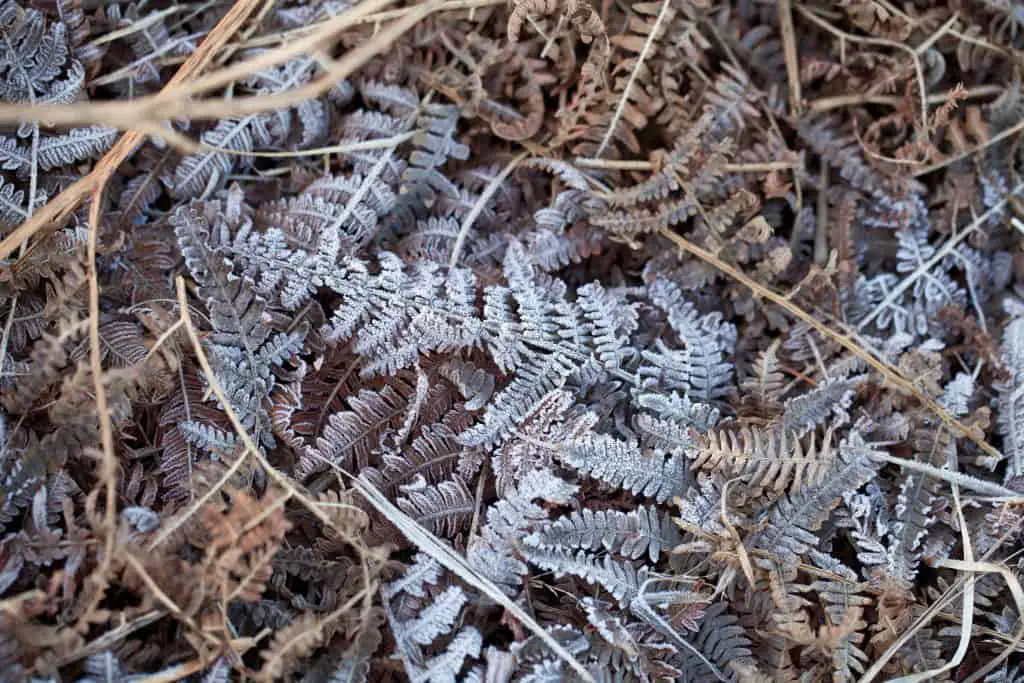 Bracken in winter suffering from frost bite