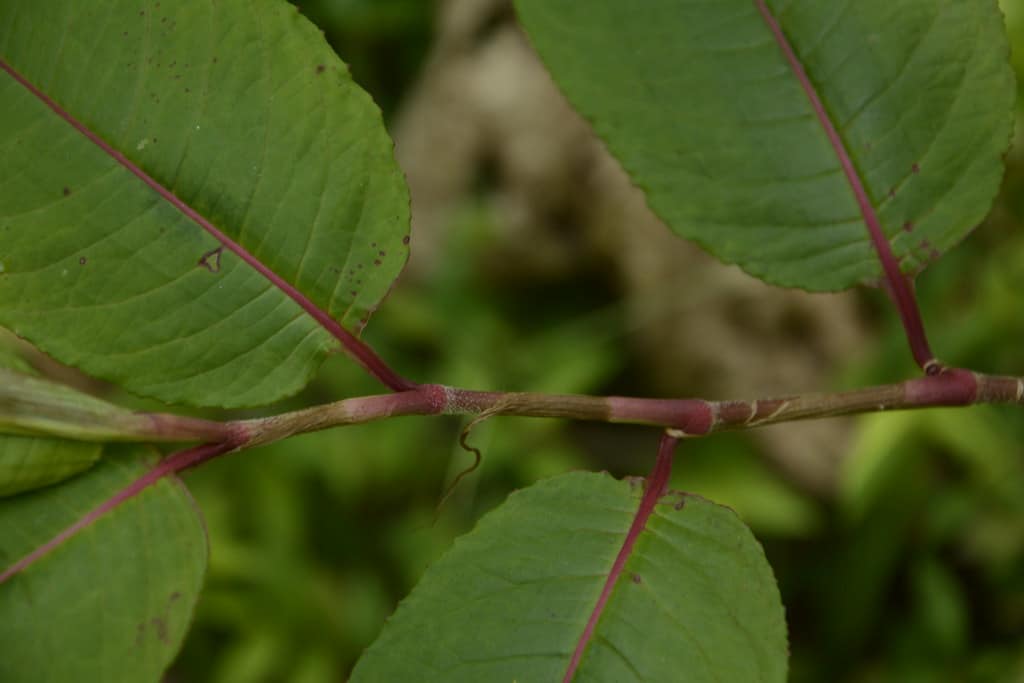 Chinese knotweed stem in darkish red with adjoining nodes for each leaf