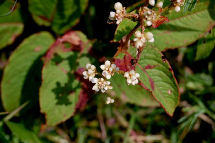 Chinese knotweed leaves and flowers dying back in late autumn