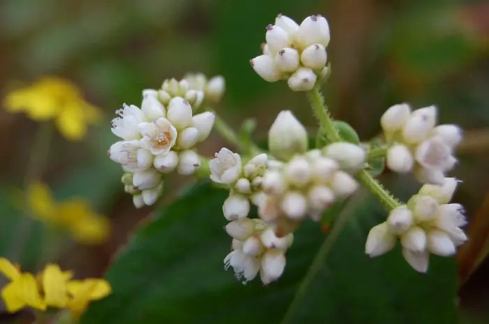 Clusters of Chinese knotweed flowers in white
