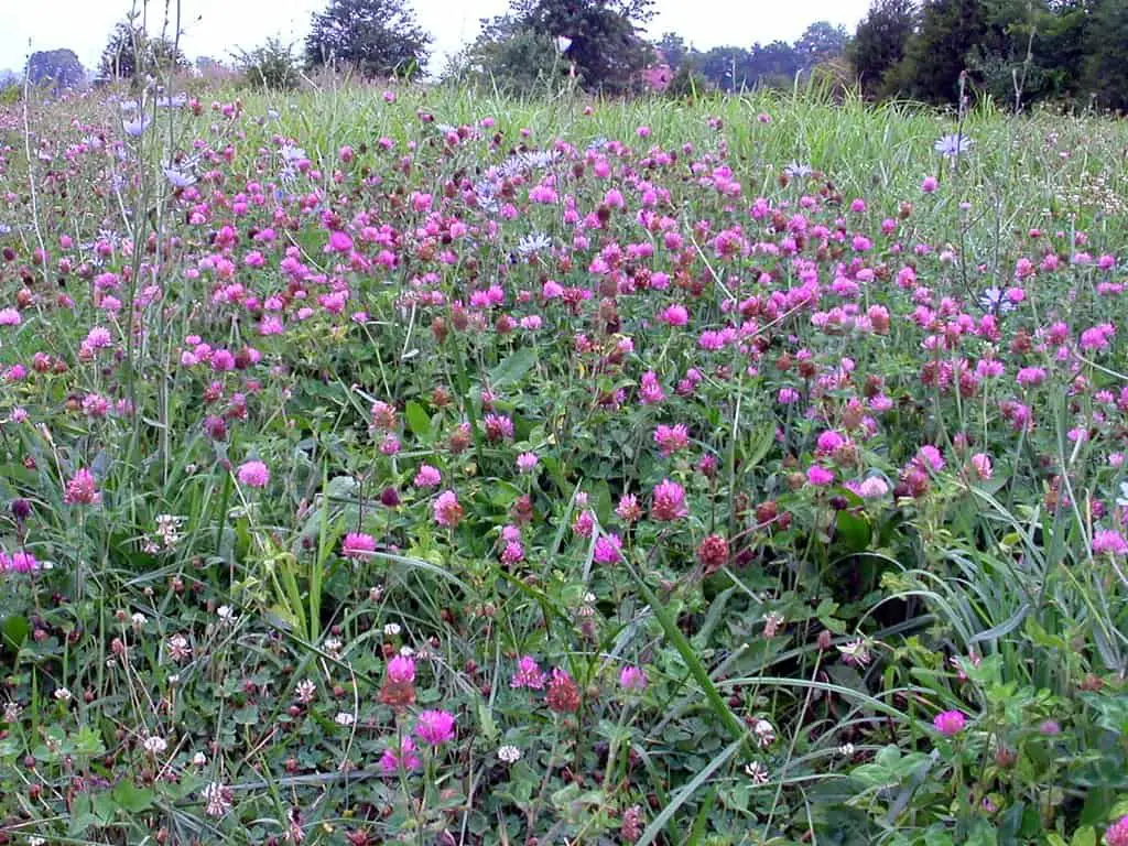 A field full of red clover wildly growing