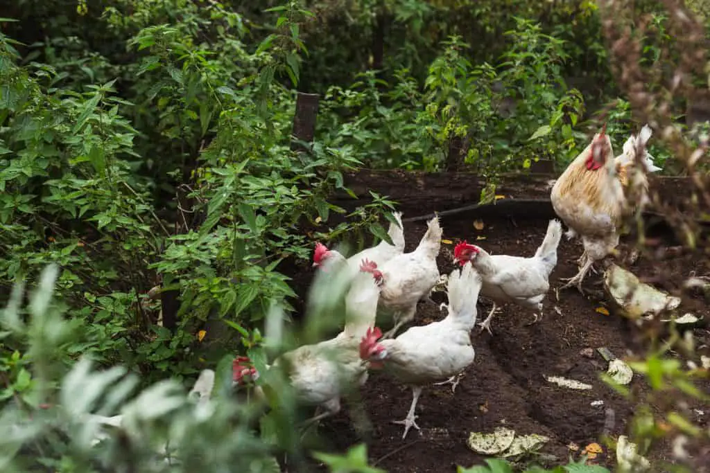 A group of chickens and a rooster graze in a garden where a pet-safe weed killer can be used