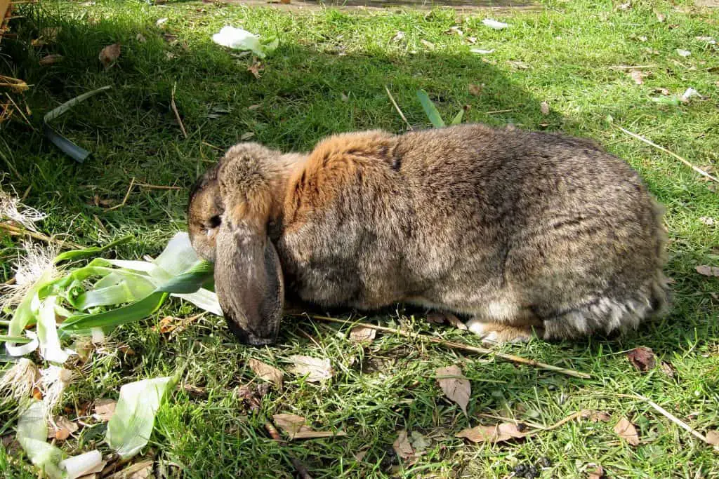 A lop rabbit eating safely in the garden