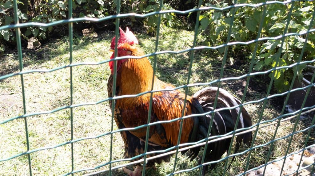 Beautiful rooster chicken in coop hens house at home garden