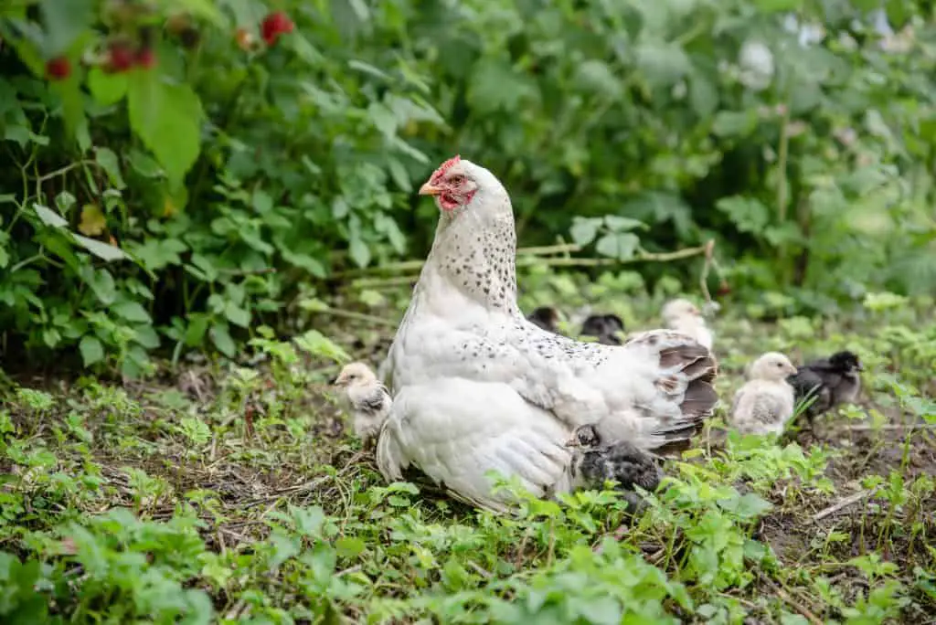Brood hen with her little chickens in the garden