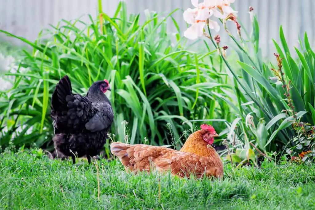 Chickens in the garden rooting around the plants