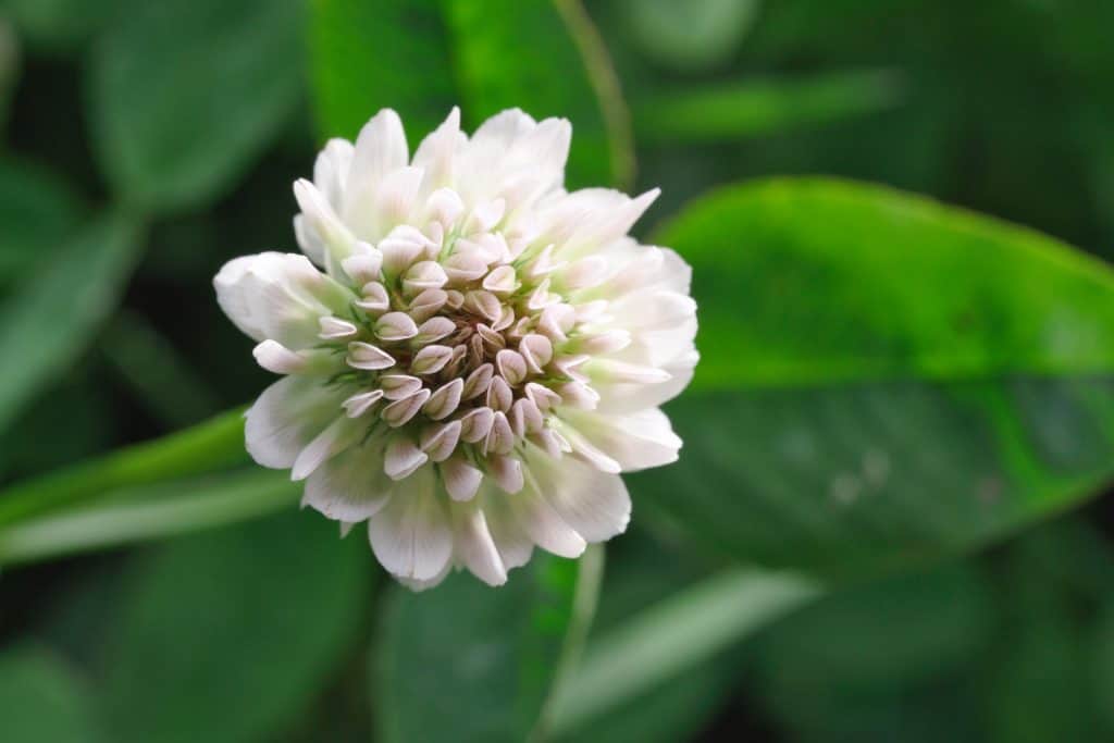 Close-up of a white clover flower