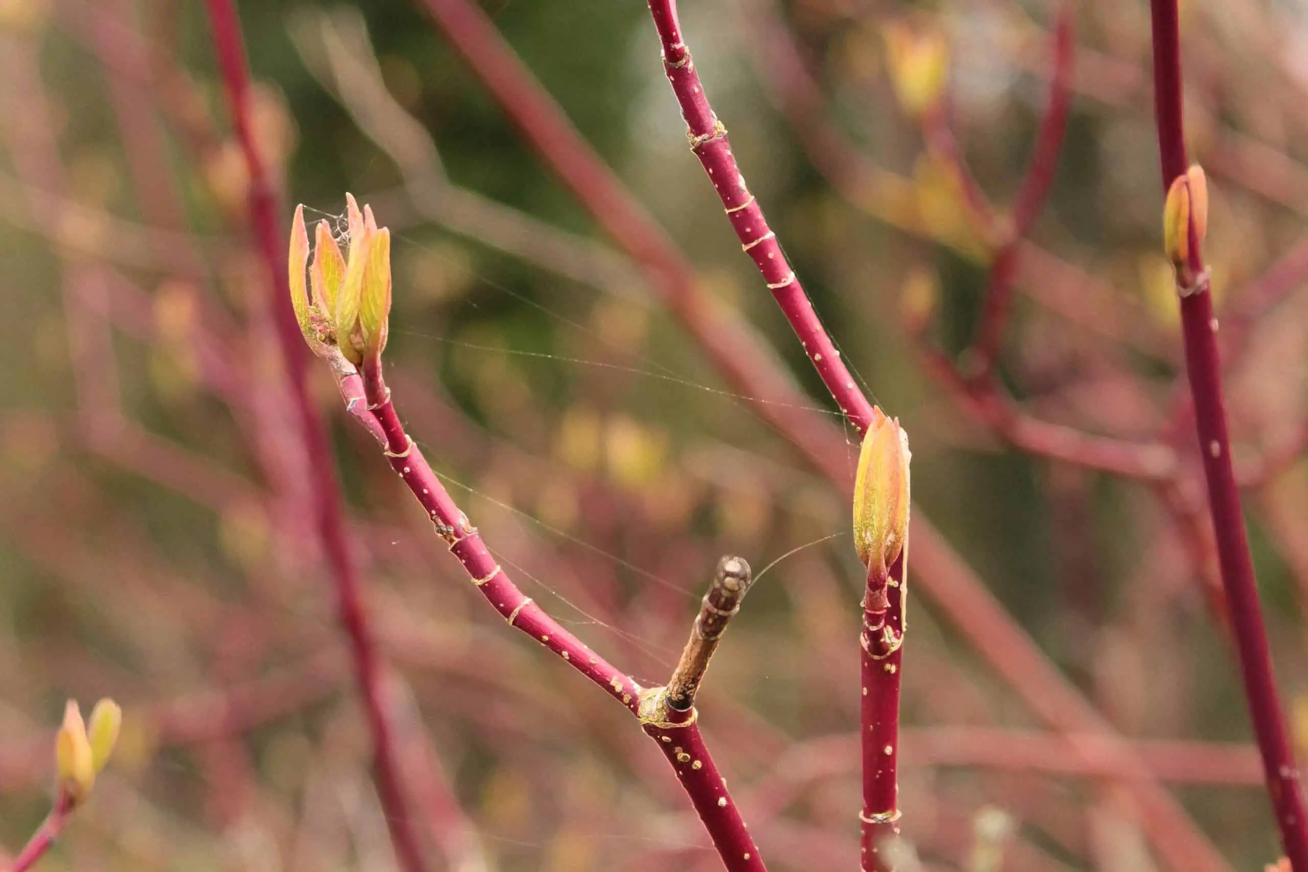 Close up of the Common dogwood (Cornus sanguinea) red stems