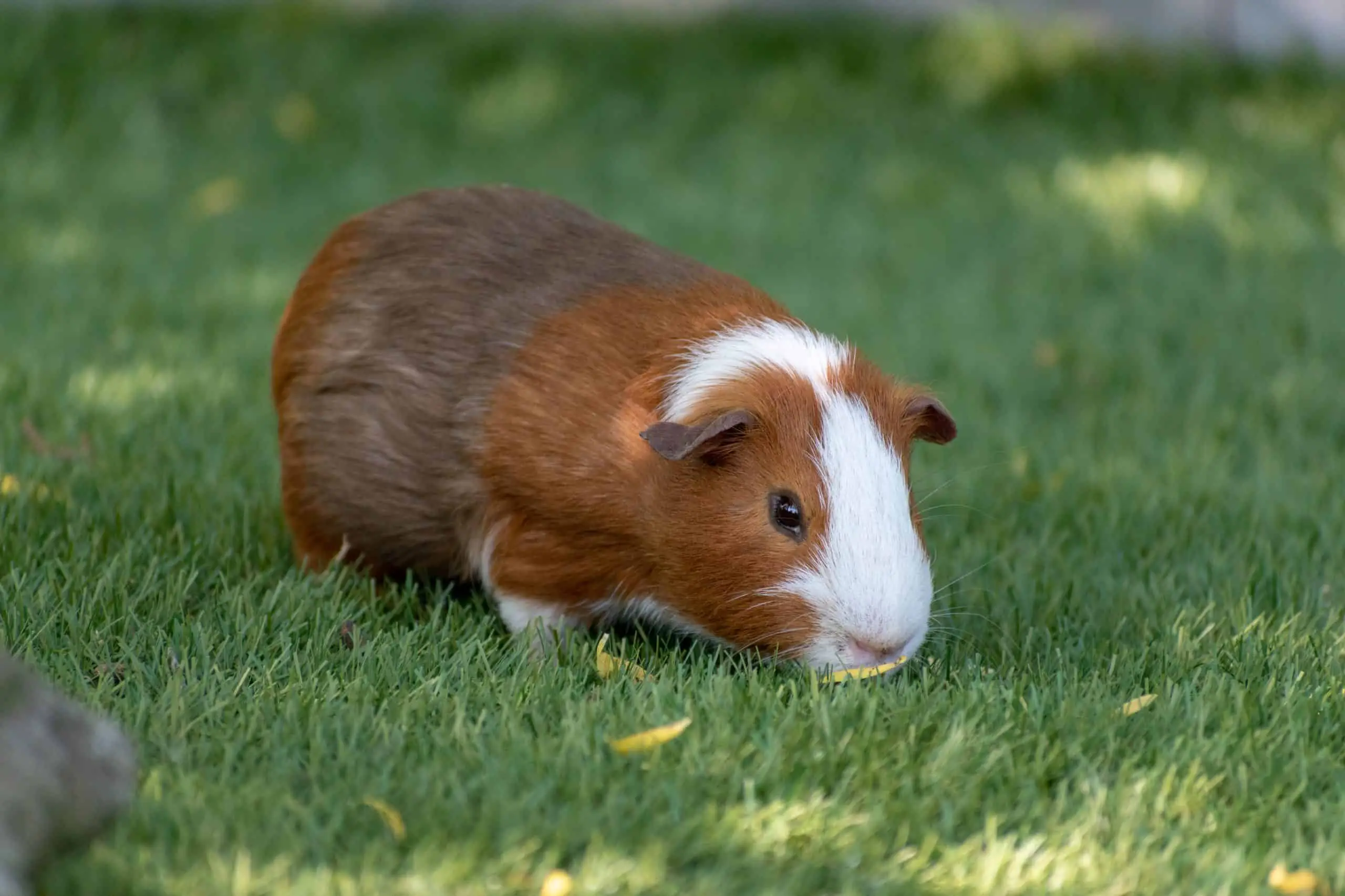 Closeup of a guinea pig in the garden