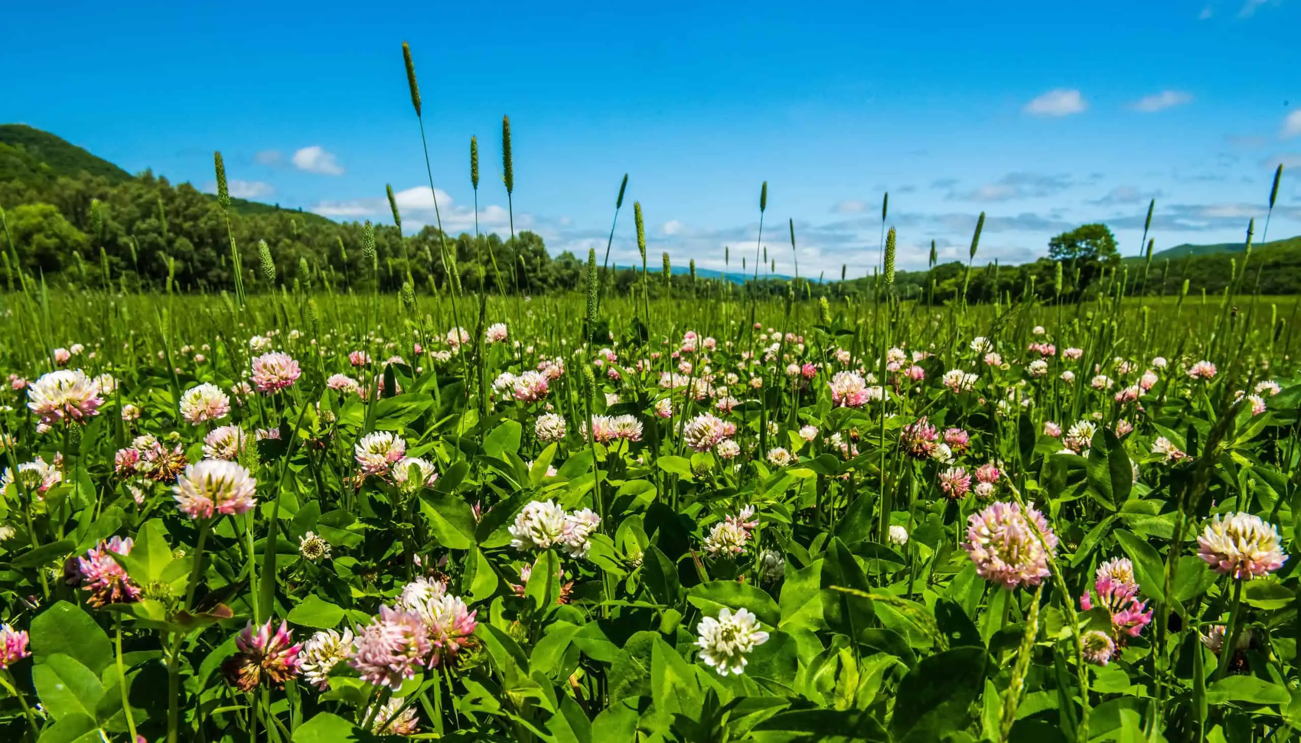 Clover field with flowers in the summer time