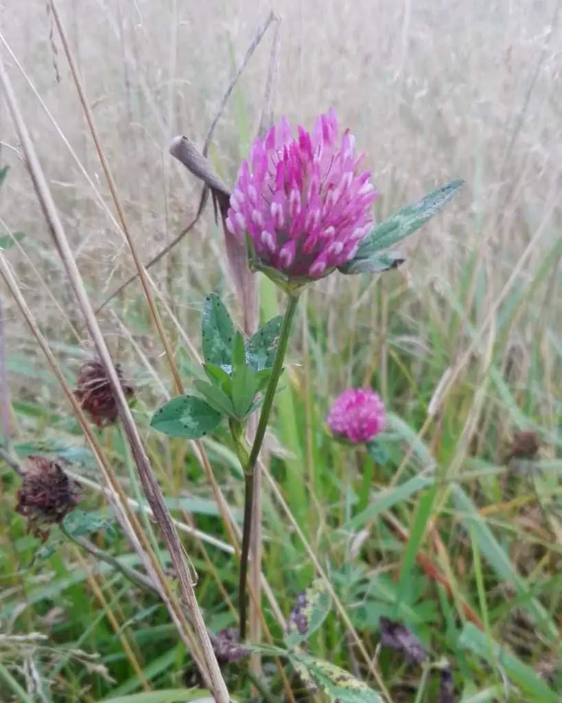 Clover in autumn flowering with its long stem