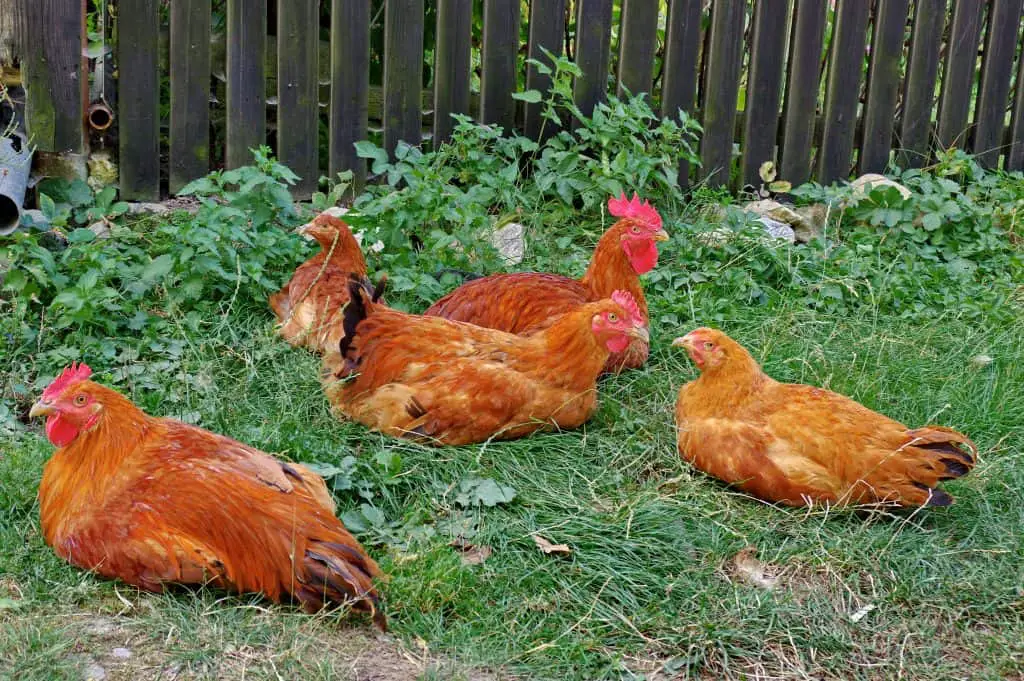 Coloured hens and roosters in the garden where you can use a pet-safe weed killer