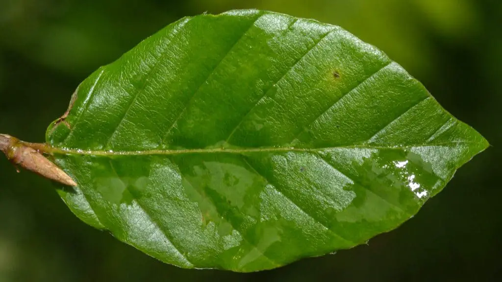 Common dogwood (Cornus sanguinea) leaf with its deep veins and small serrations on its edges