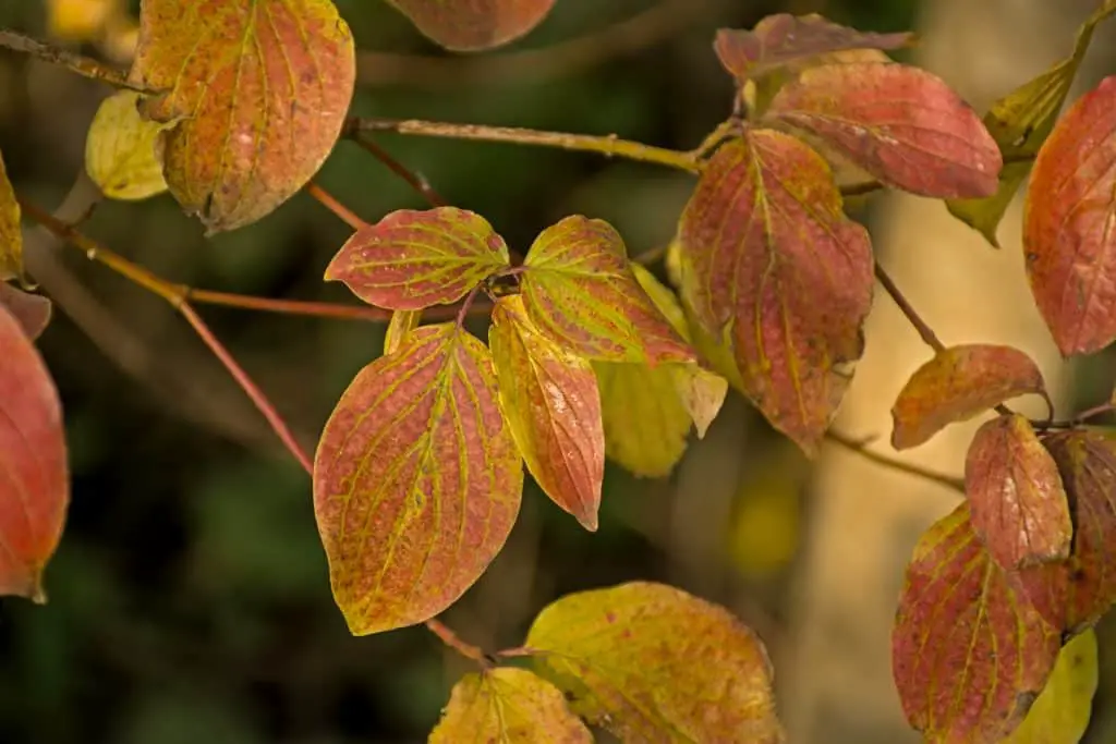 Common dogwood (Cornus sanguinea) leaves changing colour in autumn