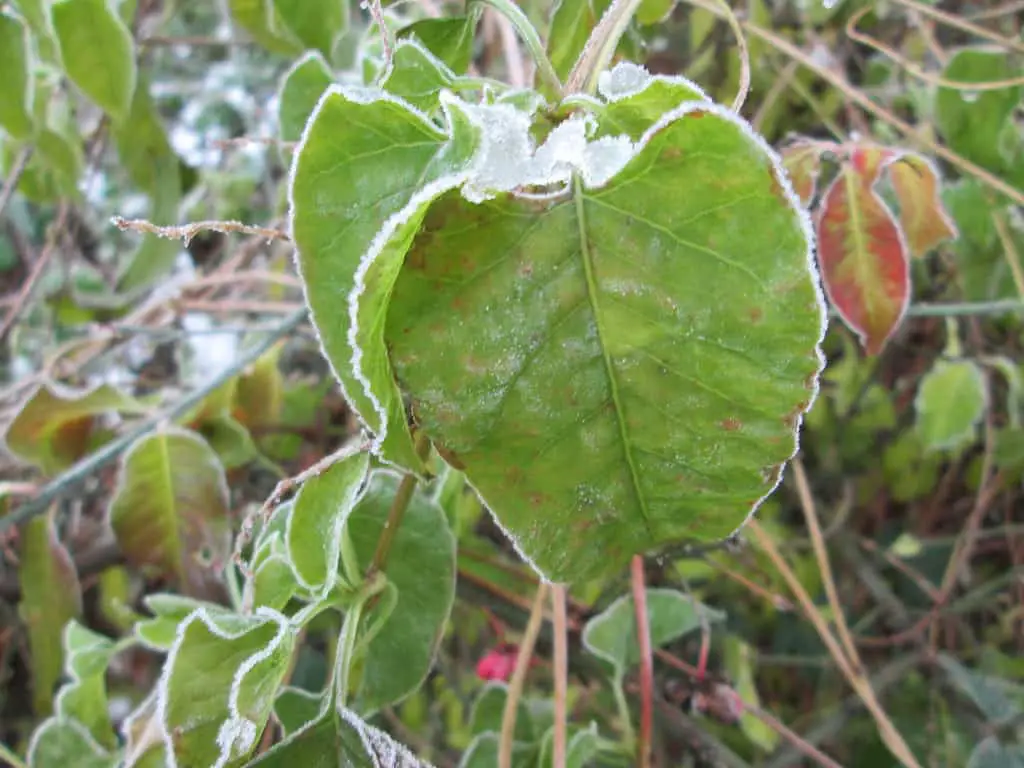 Fallopia baldschuanica - Russian vine leaf in winter with frost