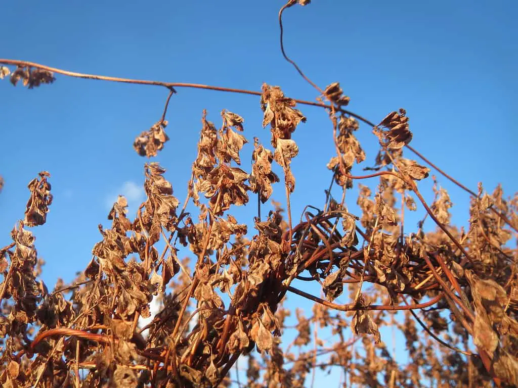 Fallopia baldschuanica - Russian vine leaves in winter