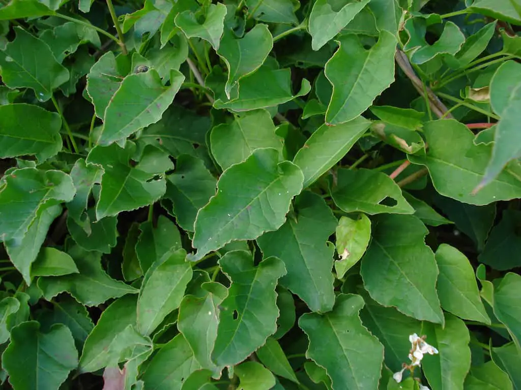 Fallopia baldschuanica - Russian vine leaves