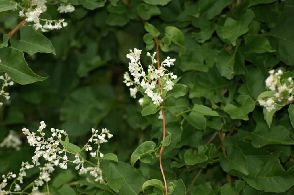 Fallopia baldschuanica - Russian vine perrenial invasive weed