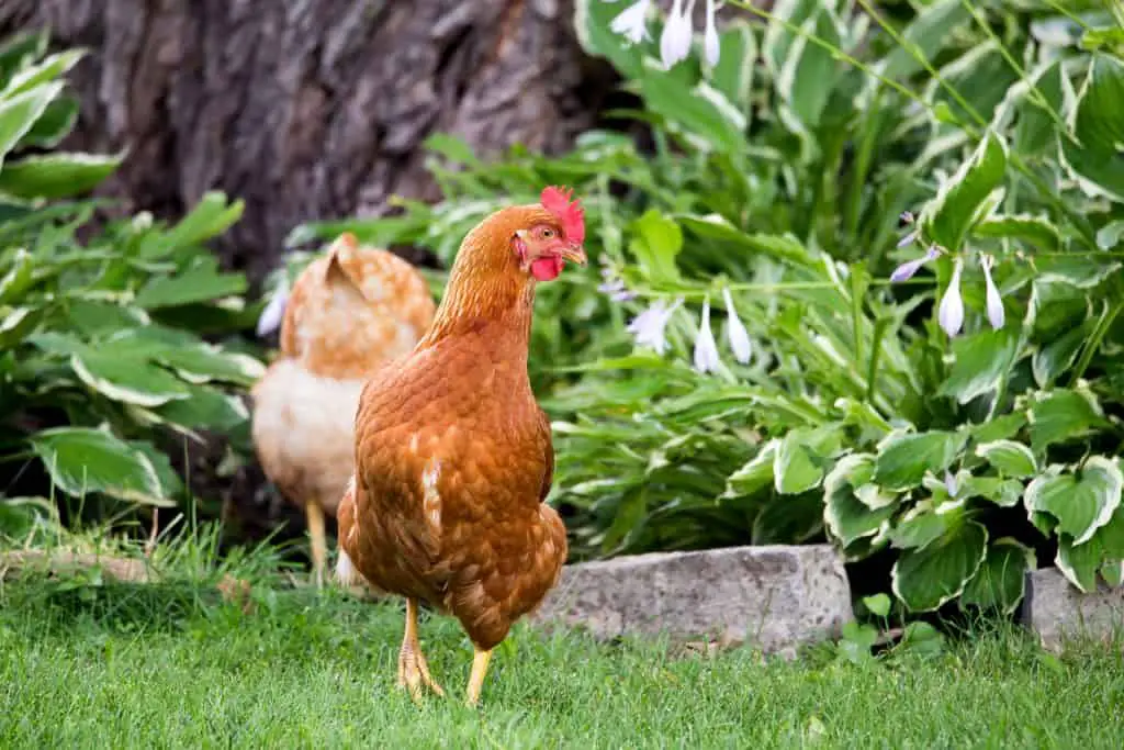 Free-range red hens roaming around a country garden during a summer morning
