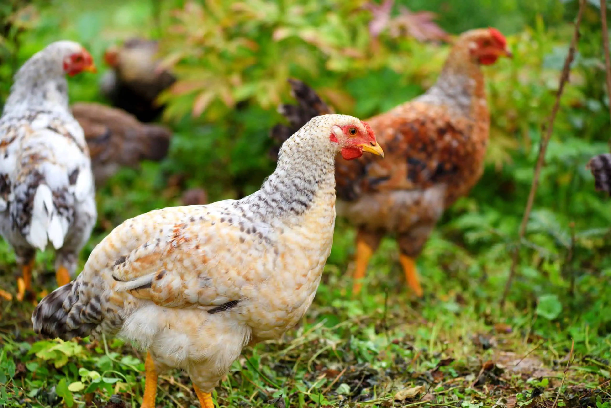 Hens in organic garden where it is essential to use a pet-friendly weed killer