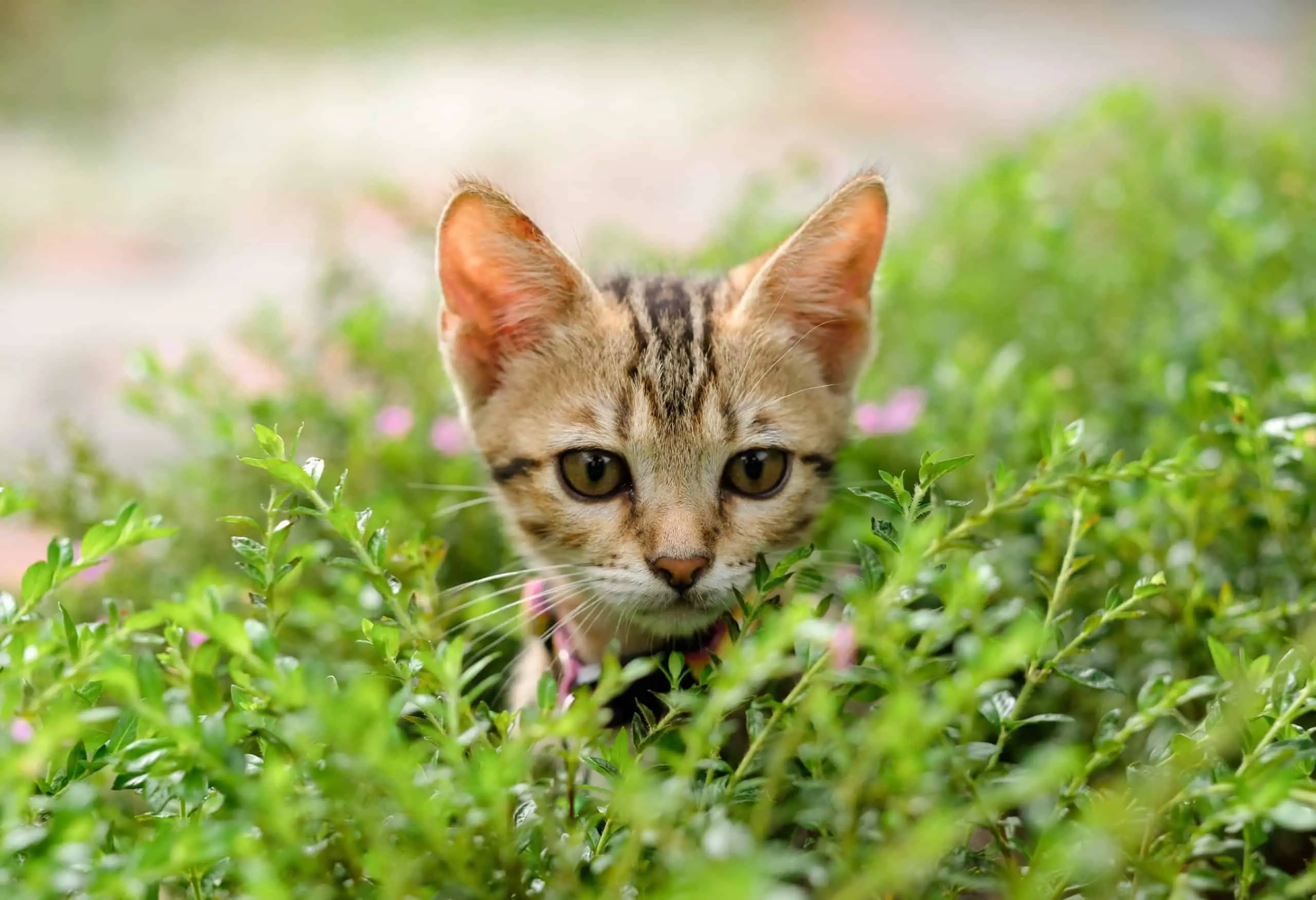 Kitten playing in a garden treated with a pet friendly weed killer