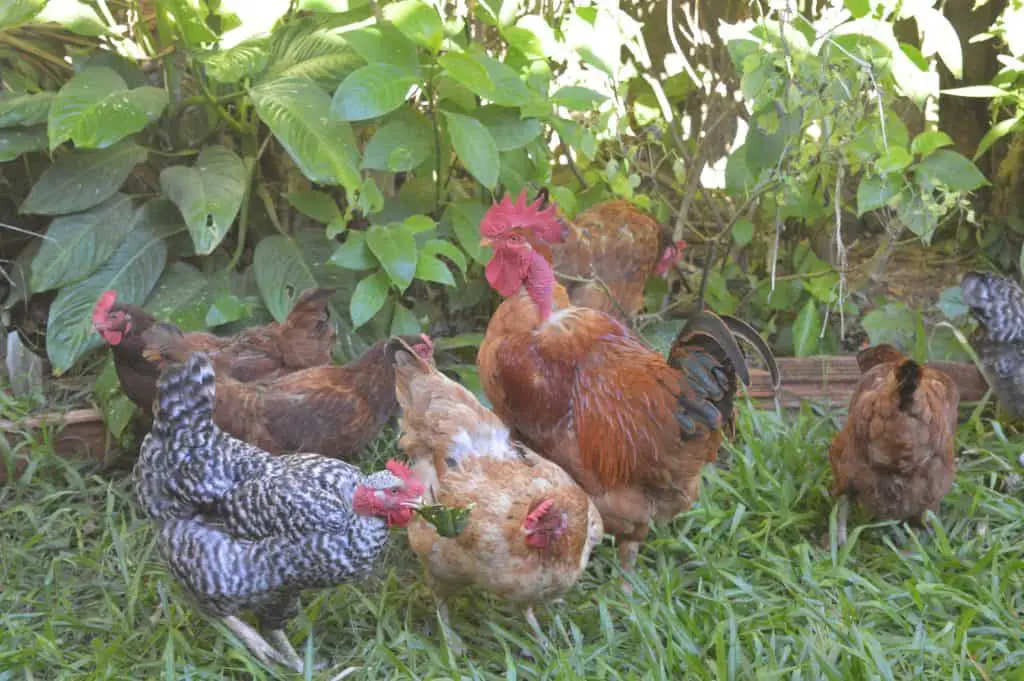 Loose chickens in the garden rubbing up against plants and weeds