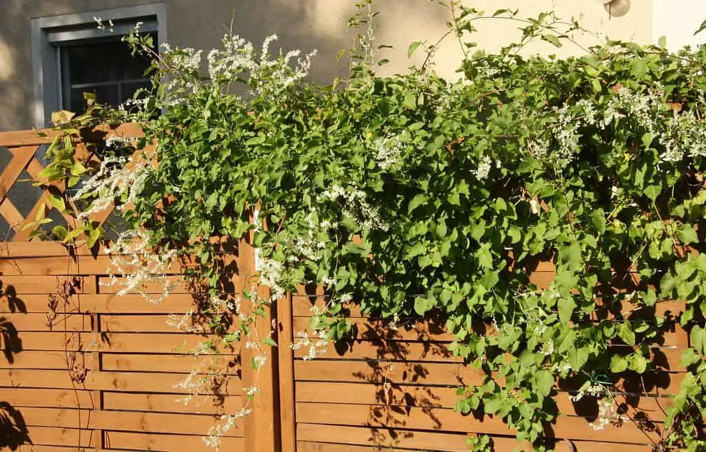 Russian vine climbing over fences and infesting an area easily - is russian vine an evergreen