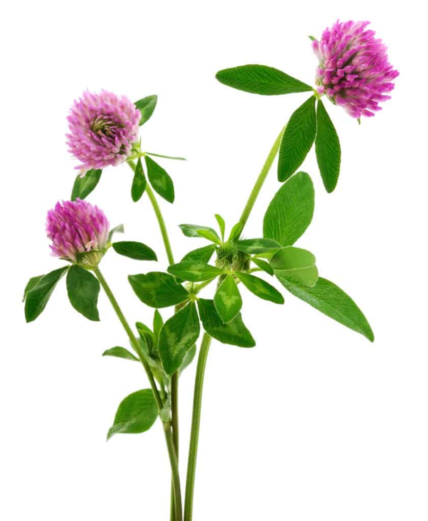 Stem of the clover plant with its flowering head