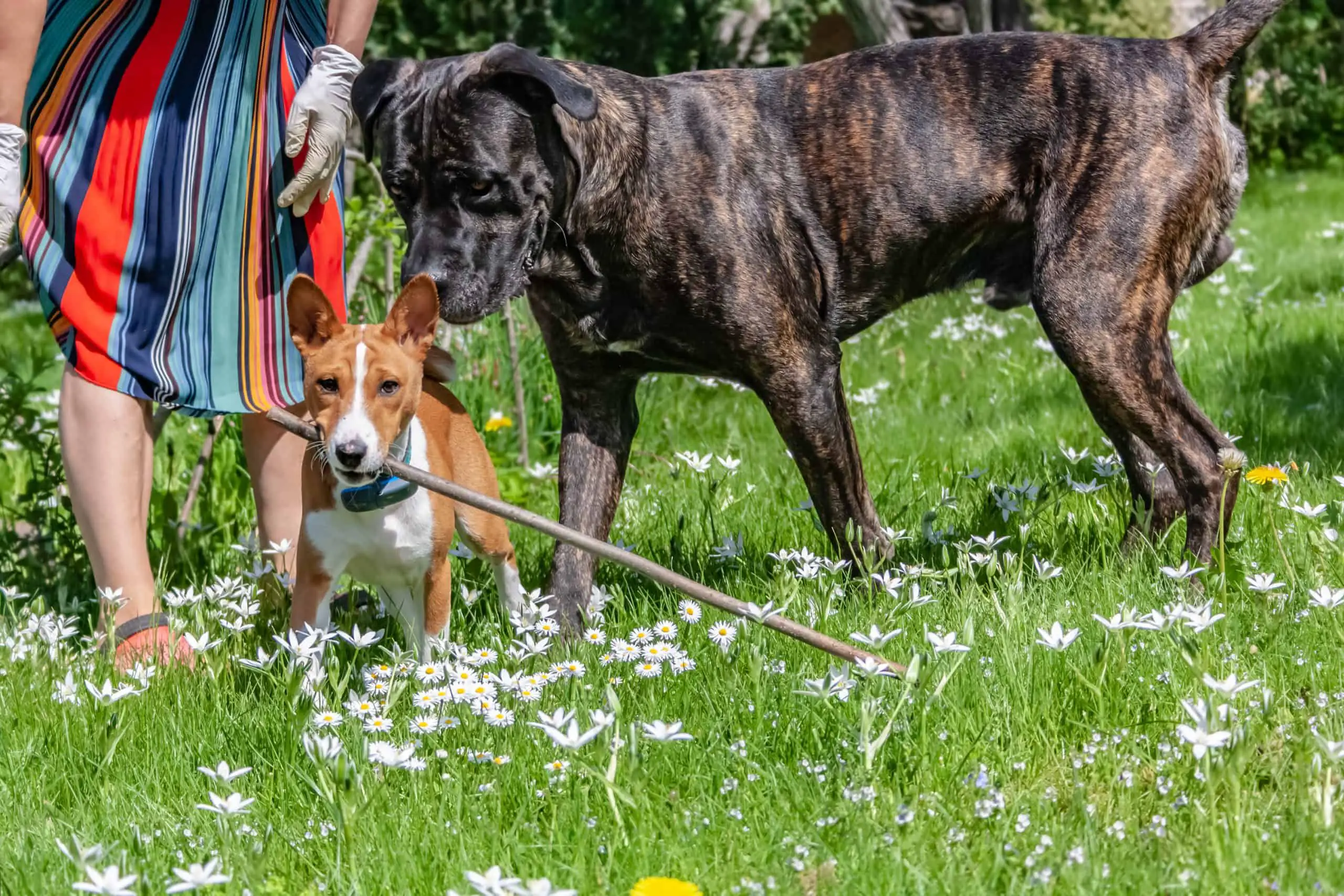 The Basenji and Cane-corso dog playing in the garden safely