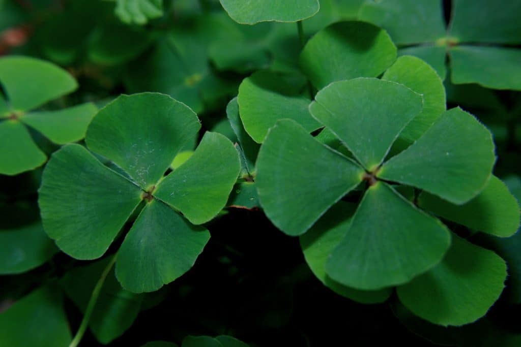 The leaves of a four-leaf clover