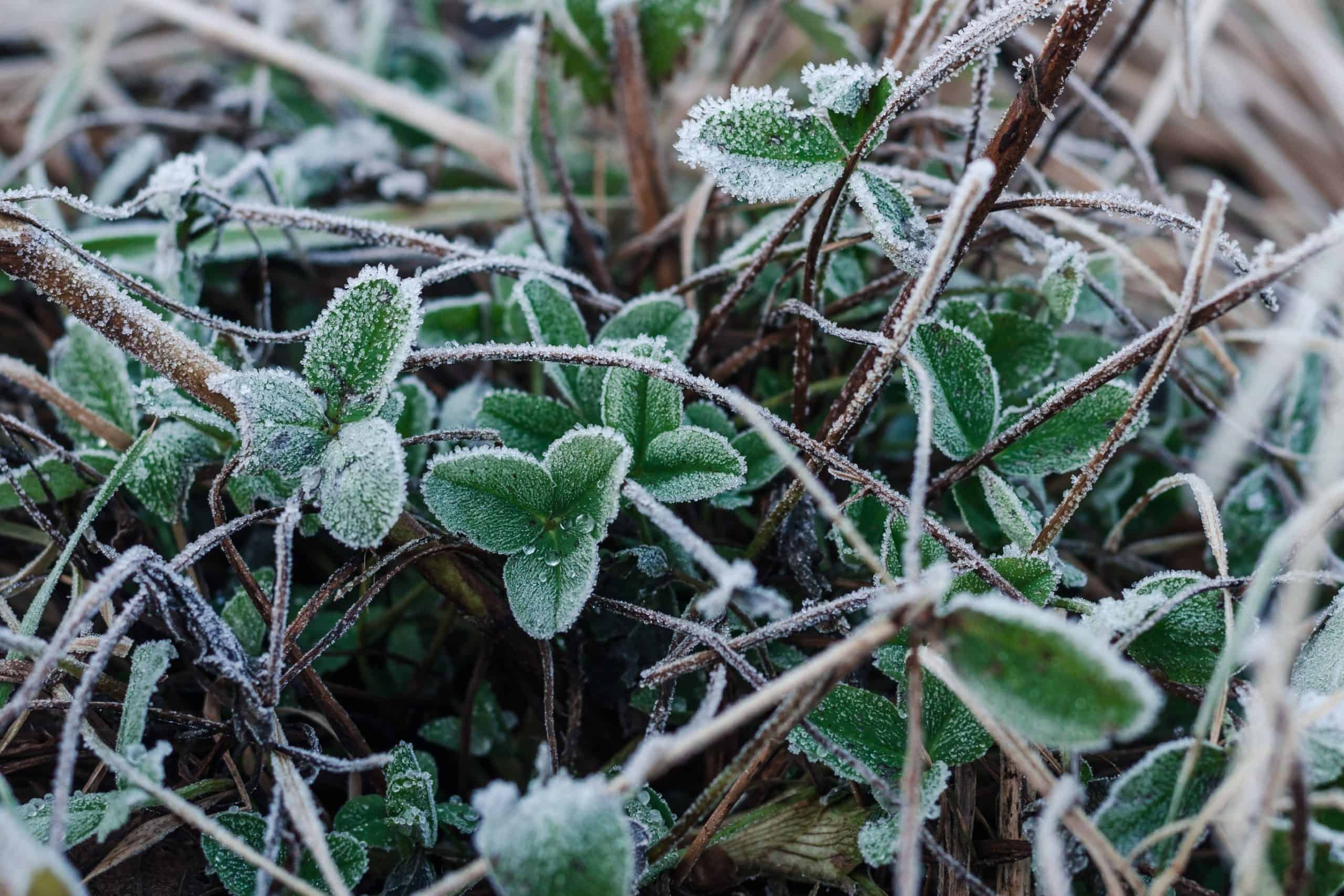 Young clover in winter covered with frost