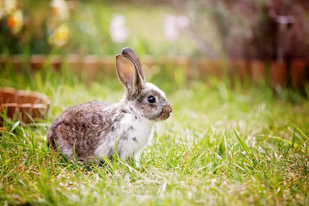 Rabbits make contact with weeds and plants all the time in the garden so be careful when using weed killer