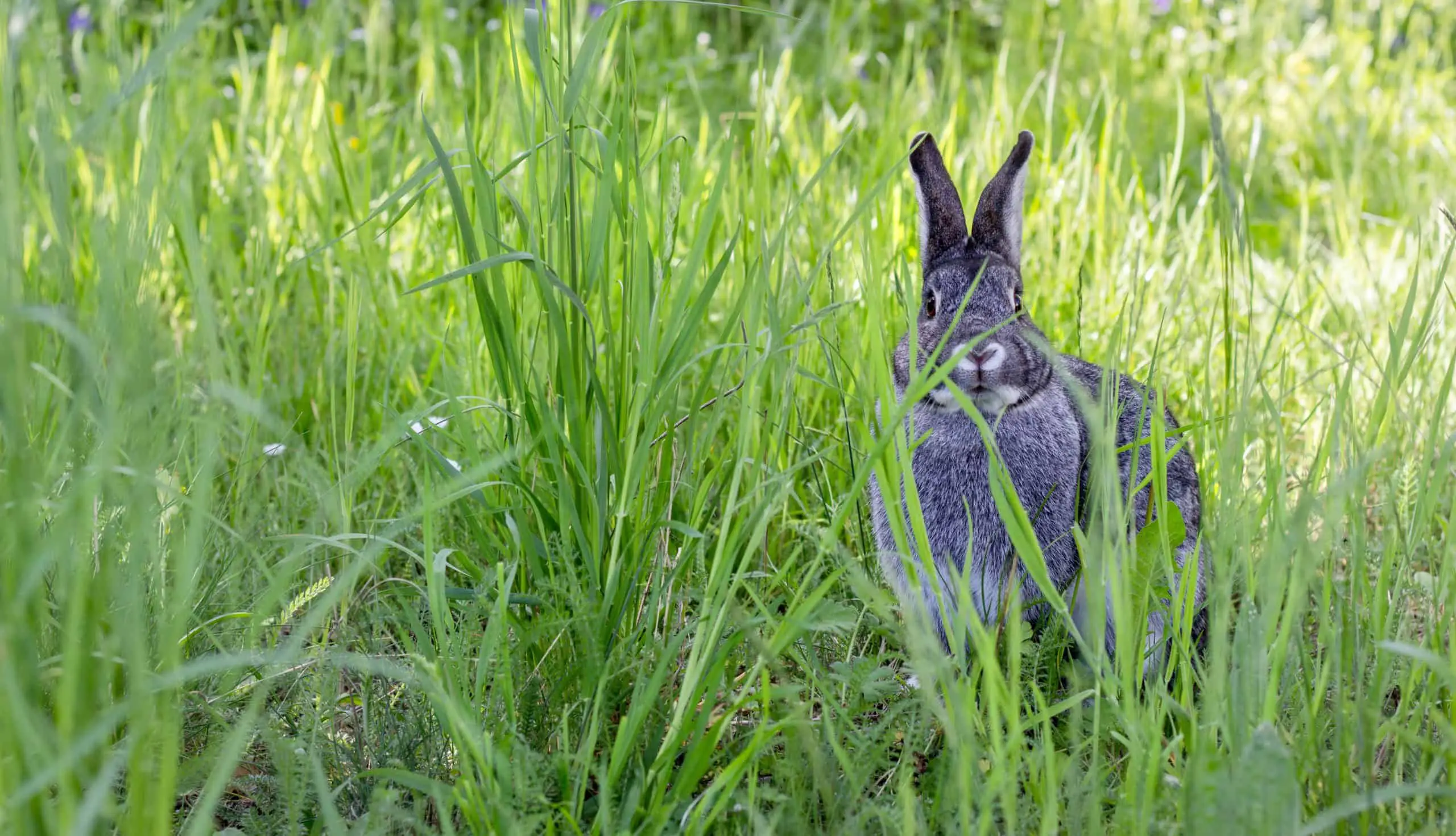 Protect your rabbit when they venture into the garden that has been sprayed with weed killer and not dried yet