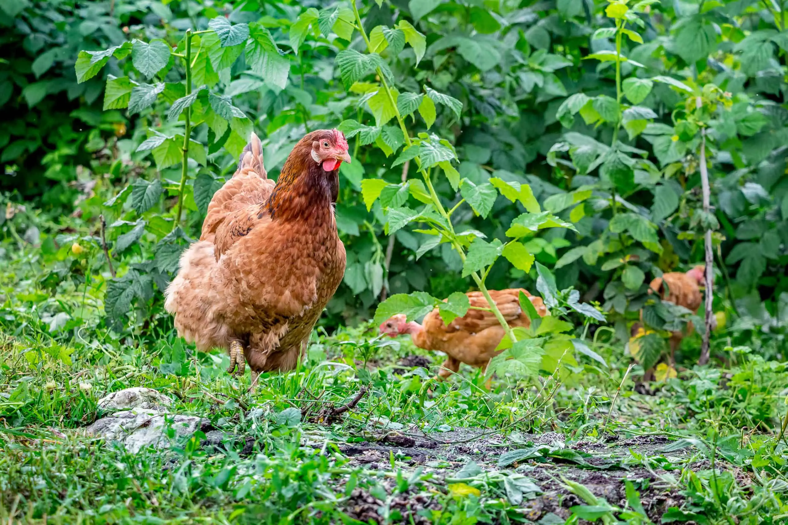 Chickens need to be careful when in the garden not to rub against weeds that have been sprayed with weed killer