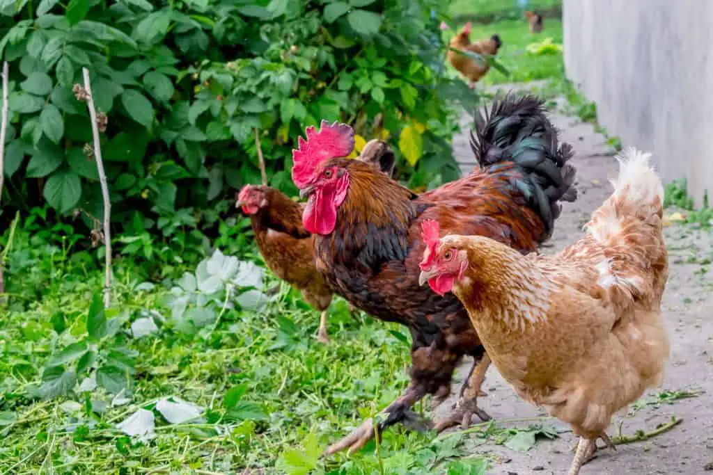 Chickens make contact with weeds and plants all the time in the garden so be careful when using weed kille