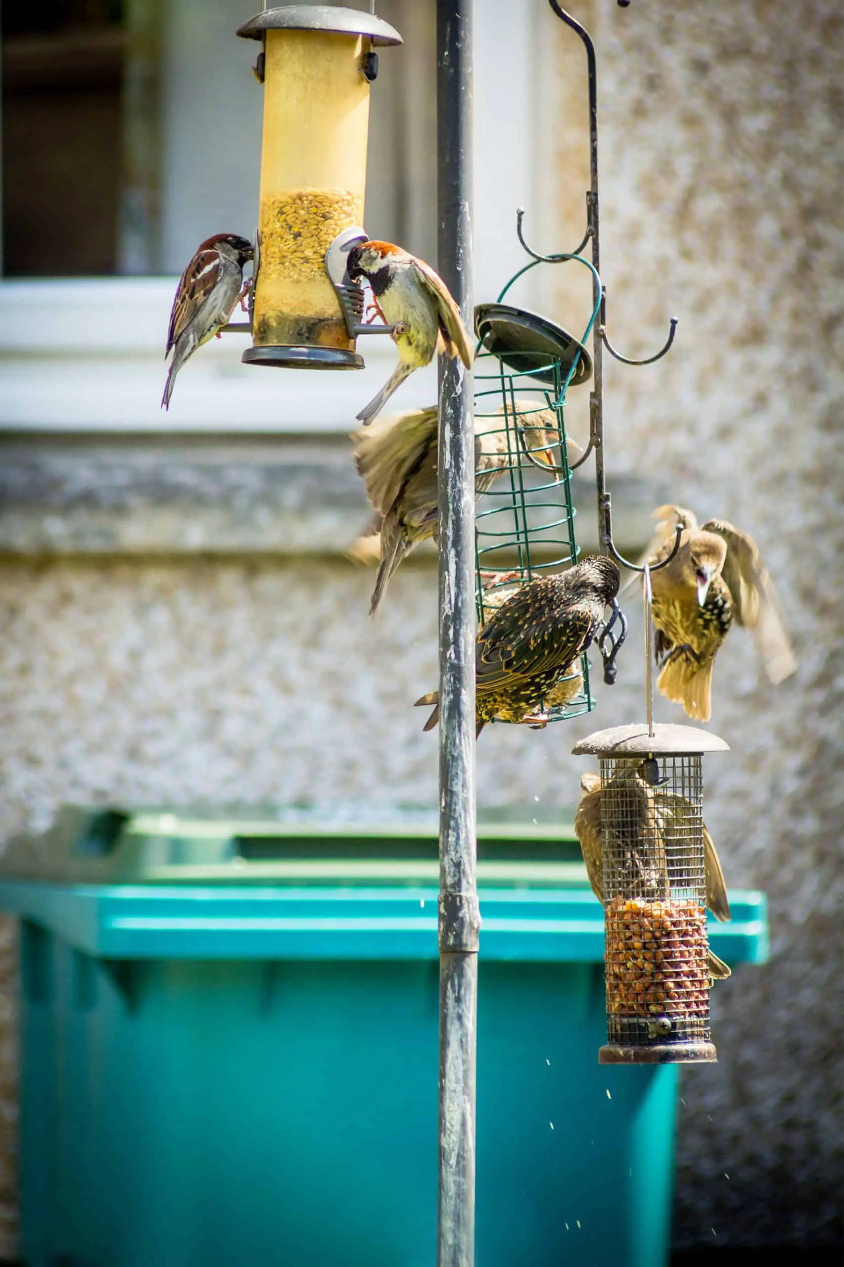 Use a pet-friendly weed killer to ensure your birds are safe after you have sprayed your garden